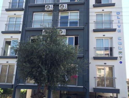 Olive Court 1